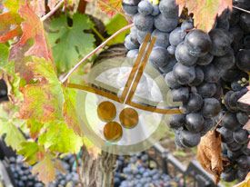 Vendemmia // Harvest