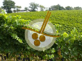 Vigneti // Vineyard