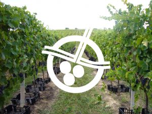 Azienda Vinicola Landi Luciano